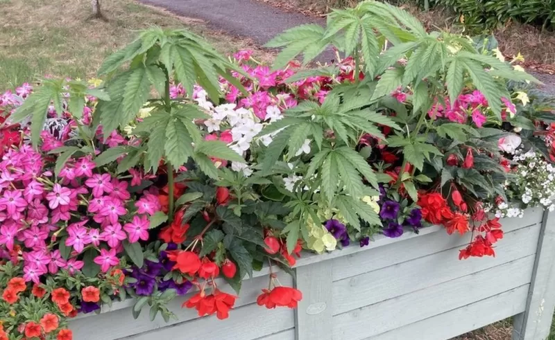 "Suspicious" Plants Removed From A Dorset Parish Council Planter